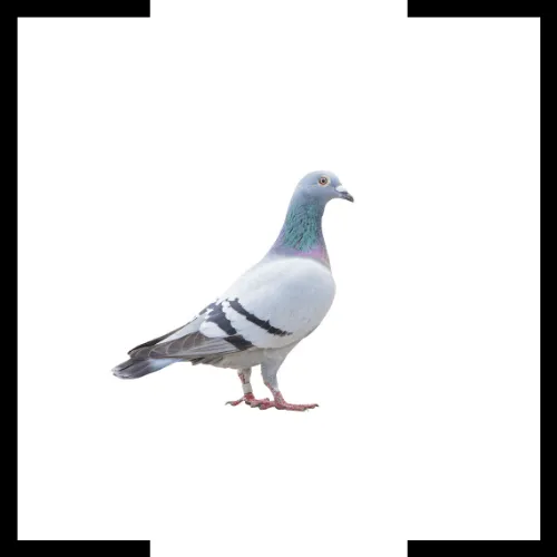pidgeon pidgeon
